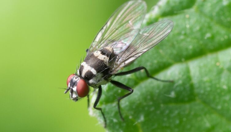 Зачем на Руси хоронили мух?