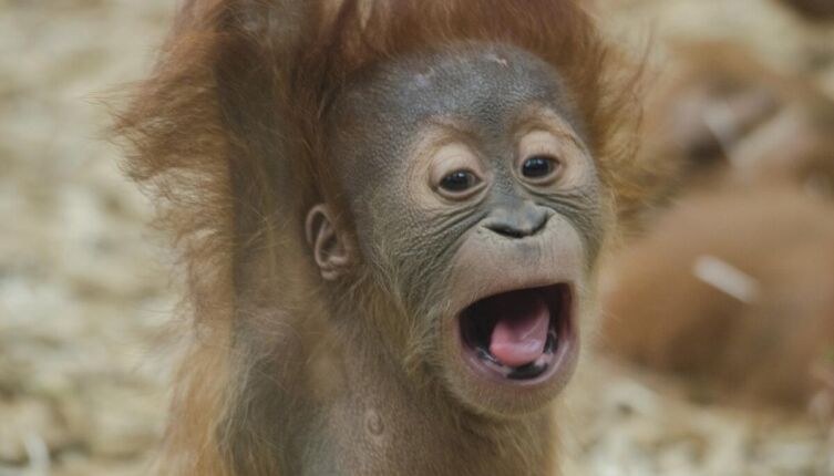 Смех и обезьяны в объективе настоящей науки: есть ли польза в смехотерапии?