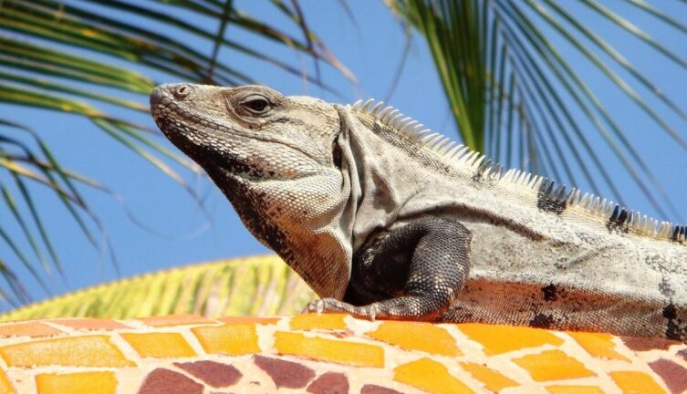 Совершенная красота. Где найти друга?