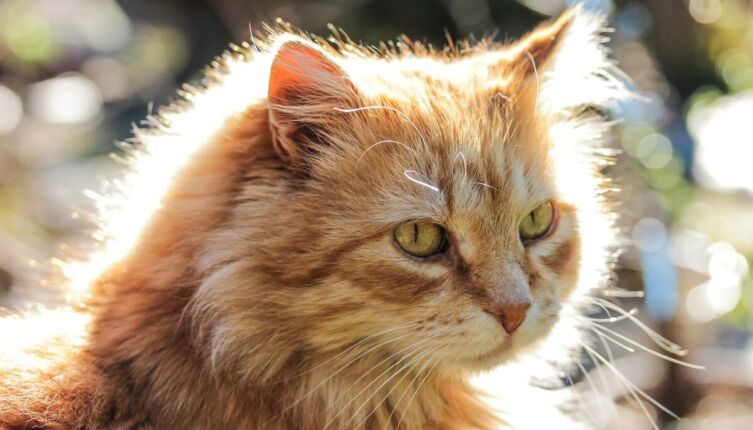 Как кот Рыжик ездил на дачу?