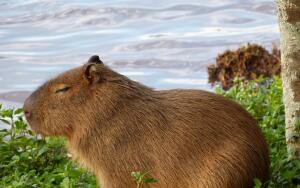 Кто такая  капибара?