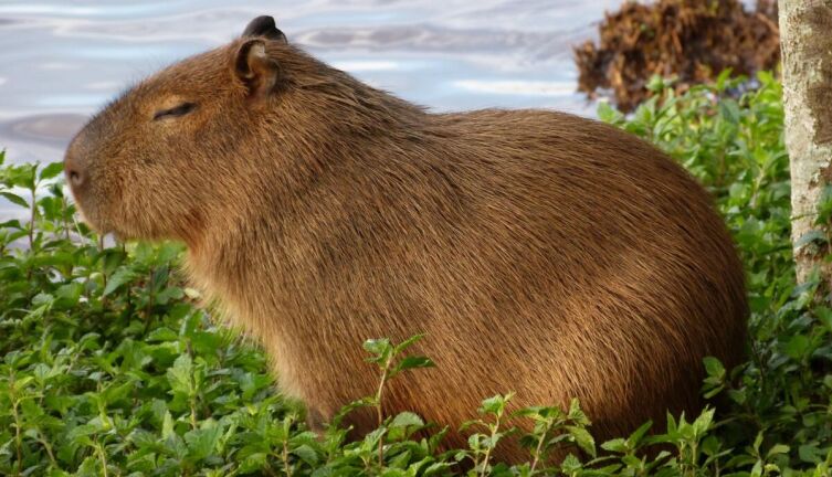 Кто такая капибара?