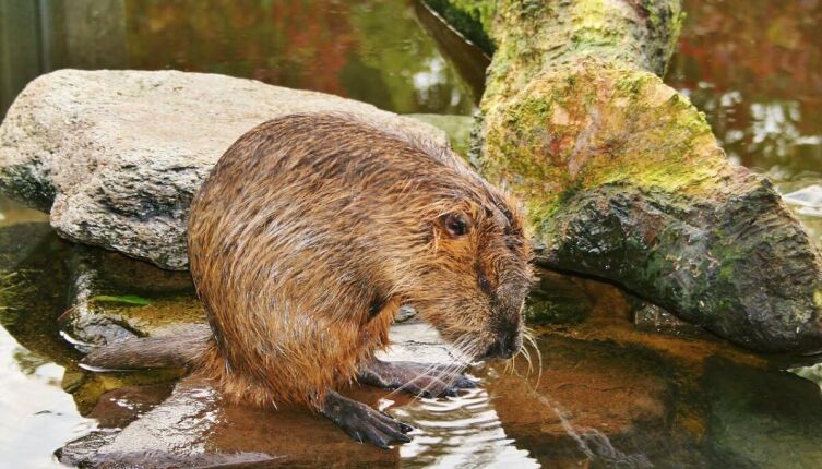 Какова жизнь у рек и озер? Водоплавающие пресноводные млекопитающие