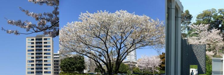 Зеленая зона с видом на сакуру