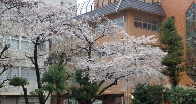 Цветение сакуры