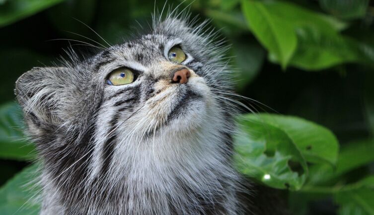 Улыбка манула. Часть 1. С кем дружат палласовы коты?