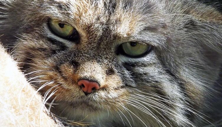 Улыбка манула. Часть 2. Как проявляется стратегическое партнерство?