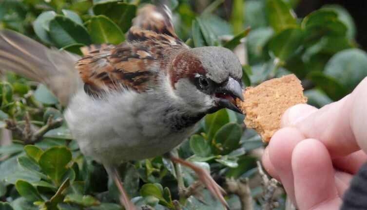 Предприимчивый воробей. Часть 2. Кто откроет секрет?