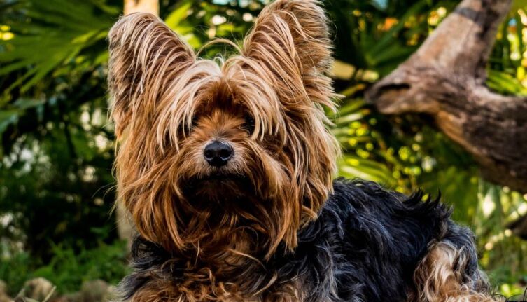 Как кормить йоркширского терьера?