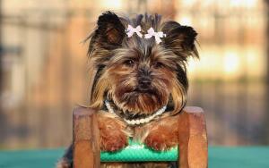 Какую стрижку выбрать для йоркширского терьера?