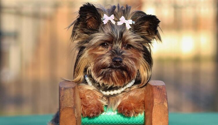 Какую стрижку выбрать для йоркширского терьера?