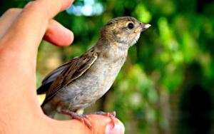 Личный антидепрессант. Часть 1. Чем воробей хуже кота?