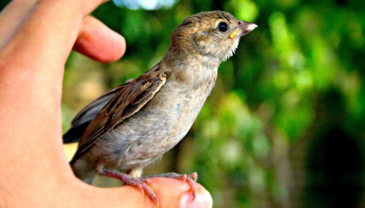 Личный антидепрессант. Часть 1. Чем воробей хуже кота?