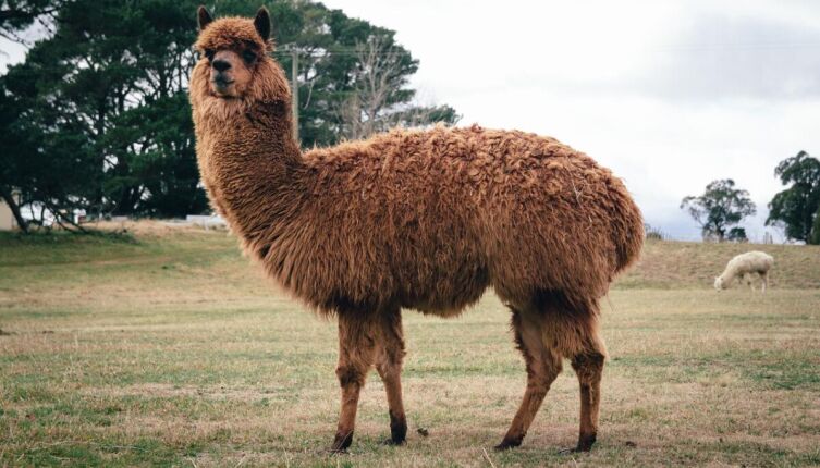 Альпака. Чем необычно это животное?
