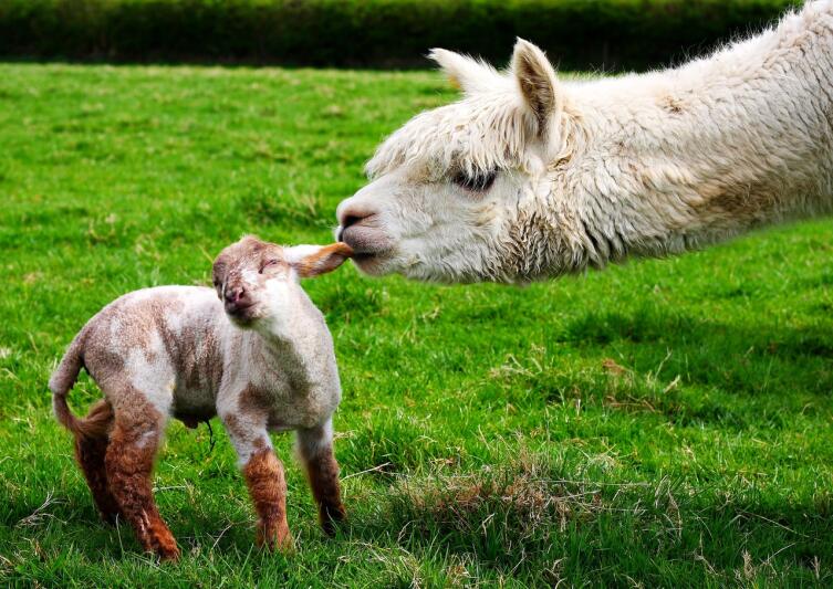 Альпака. Чем необычно это животное?