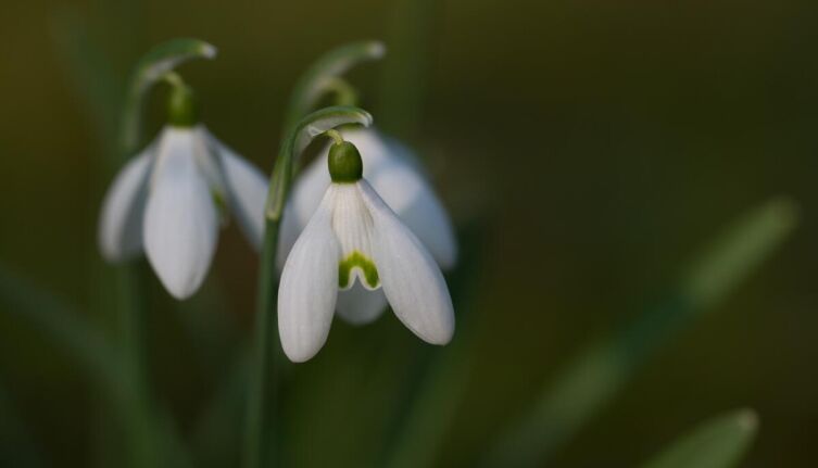 Что за растение подснежник Воронова?