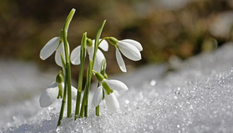 Как вырастить подснежники?