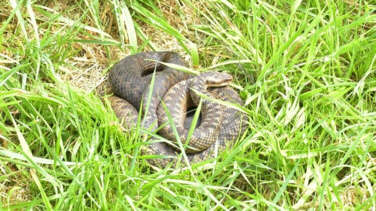 Как быстро помочь человеку при укусе гадюки?