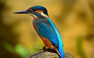 Пернатые
экологи. Часть 1. Кто спасёт реку?