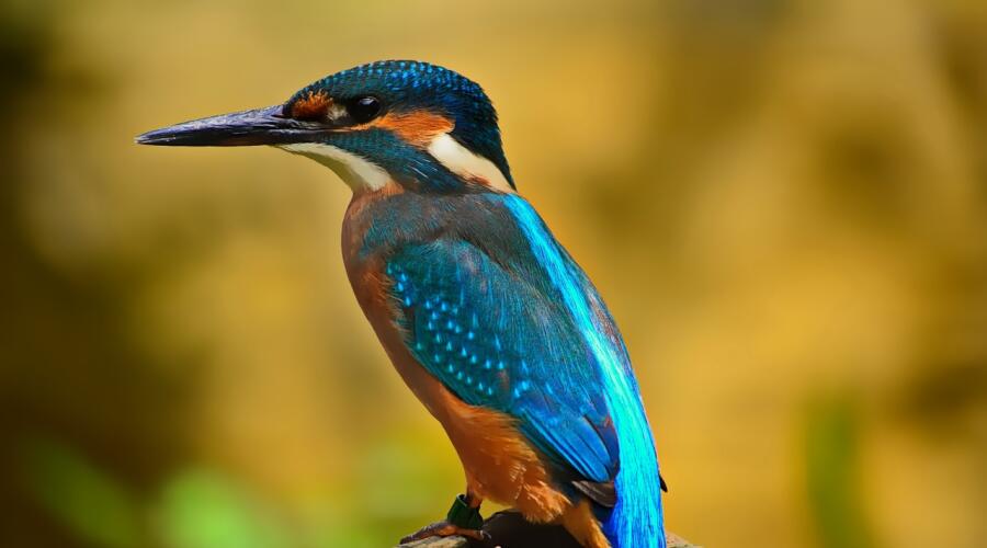 Пернатые экологи. Часть 1. Кто спасёт реку?