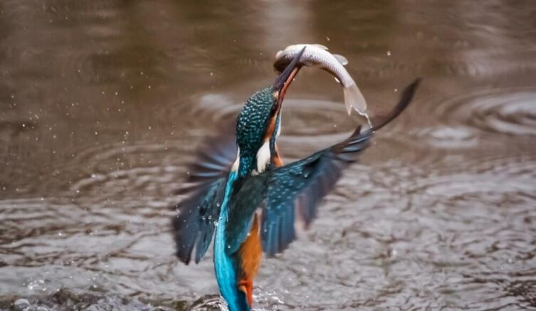 Пернатые экологи. Часть 2. Как изменить мир к лучшему?