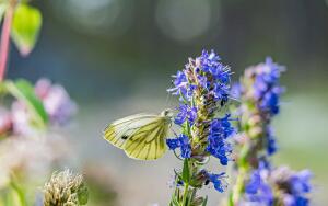 Как выращивать
иссоп?