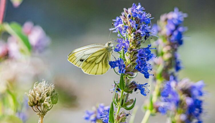Как выращивать иссоп?