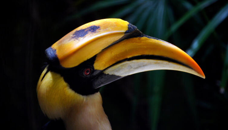 Шанти и Кора. Что лежит в коробке?