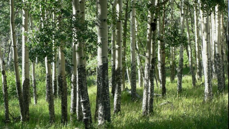 ​Интеллектуальный пикник. Часть 3. Как переосмыслить праздник?