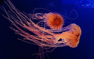 На заметку отдыхающим у моря. Чем и когда опасны медузы?