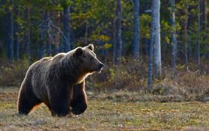 Как спастись от медведя в лесу и вблизи жилья?