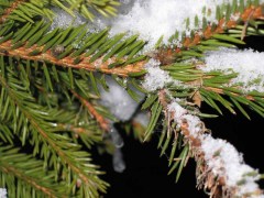 Как встречают Новый год в разных странах? Часть 2 Как встречают Новый год в разных странах? Часть 2