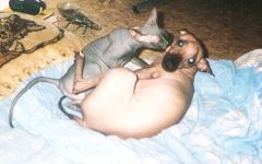 Что лечит кошачье мурлыканье?