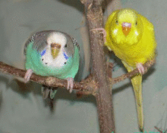 волнистики!