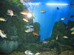 Как правильно выбрать лампы для аквариума?