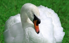 Лебеди - дивной красоты птицы.