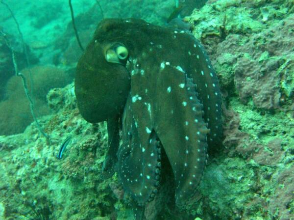 Ну, разве не красавец!