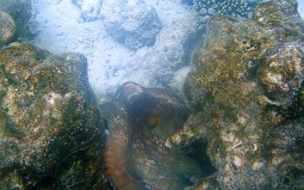 Маскируется&hellip;