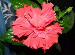 Что такое каркадэ?