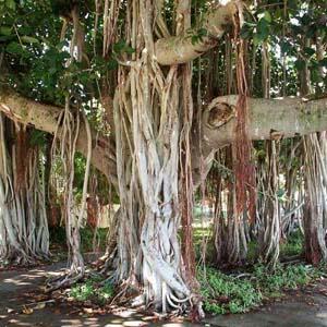 Взрослое дерево-баньян образует воздушные корни 