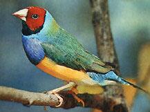 гульдовая амадина