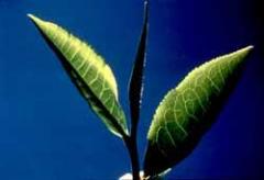 Как много мы знаем о пользе чая разных сортов?