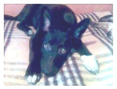 Маленький Джек. Его спасли... Теперь он ищет хозяина.