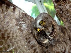 Что мы знаем о сове, или Какая птица самая умная?