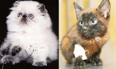 Настоящий гималайский котенок (слева). «Крашеная» Мегги... Ее не смогли спасти..