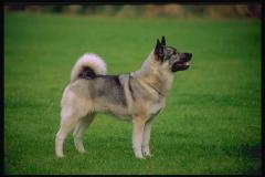 Что делать, если на вас напала собака?