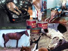 Почему негуманен конный спорт?