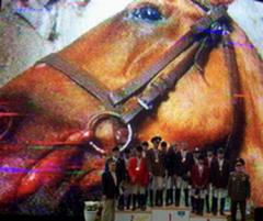 Какие существуют виды конного спорта?