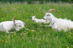 Как покупать козу? Как покупать козу?