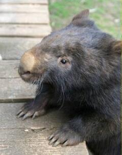 "В Австралии есть такой зверёк - вомбат…" (Е. Летов)